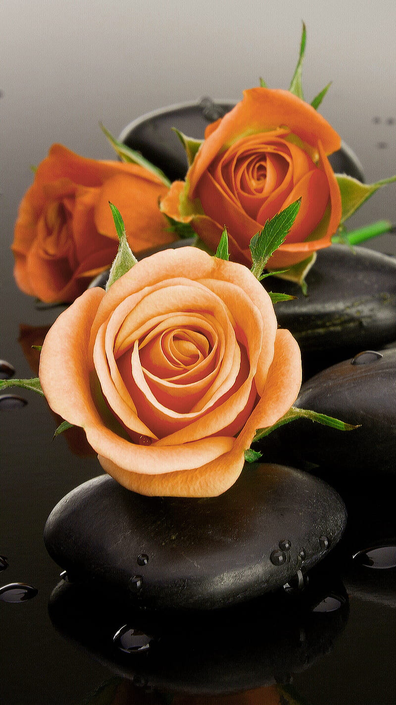 Roses, black, love, nature, orange, stones, waterdrops, zen, HD phone wallpaper
