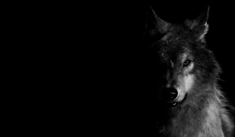 wolf art, arctic, black, abstract, animal, canis lupus, quotes, gris, wolf, white, howling wolf, HD wallpaper