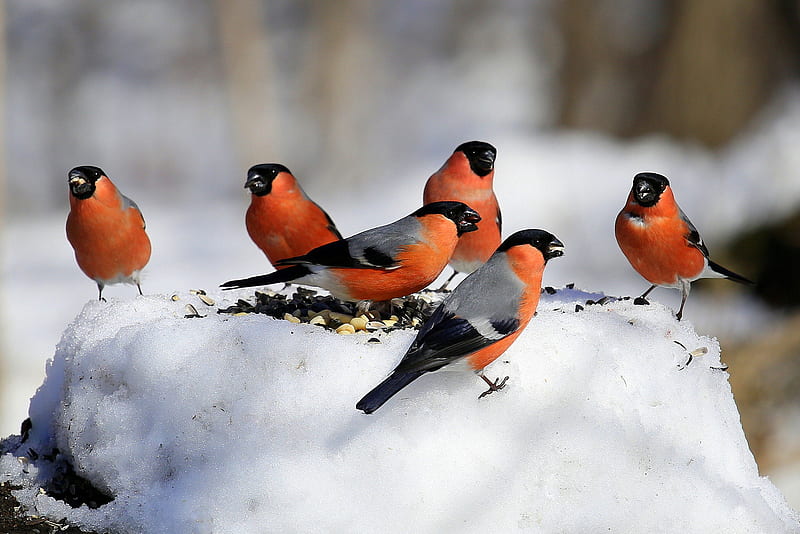 Birds, Bullfinch, Bird, Snow, Winter, HD wallpaper