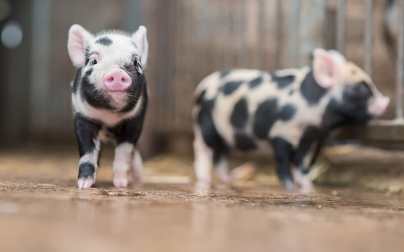 little piggies, pigs, cute animals, pig, HD wallpaper