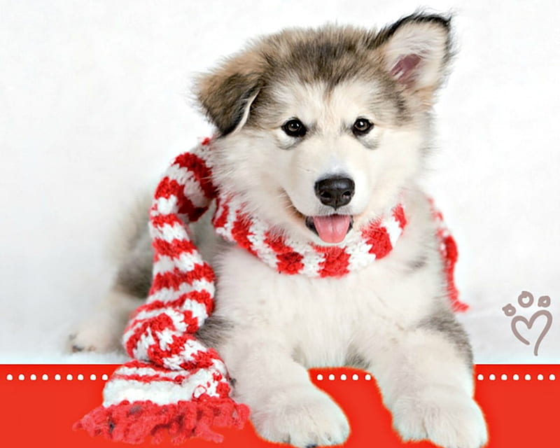 Christmas puppy, red, craciun, christmas, animal, cute, rachael hale, scarf, white, husky, puppy, dog, HD wallpaper