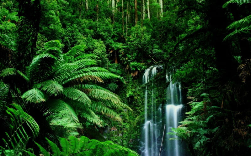 Waterfall, jungle, nature, wood, HD wallpaper | Peakpx