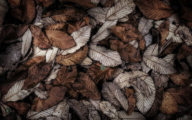 leaves, autumn, Fallen leaves, dried leaves, HD wallpaper