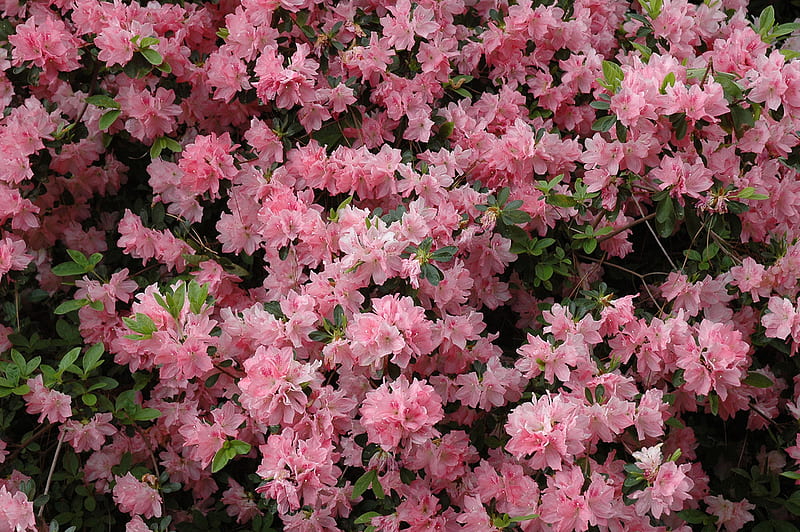 azalea, garden, flowers, pink, HD wallpaper