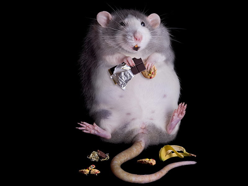 Fat rat, 27, rat, 2011, 10, animal, HD wallpaper