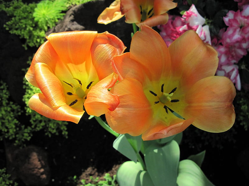 Alberta botanical garden 30, Tulips, graphy, green, Orange, yellow, garden, Flowers, HD wallpaper