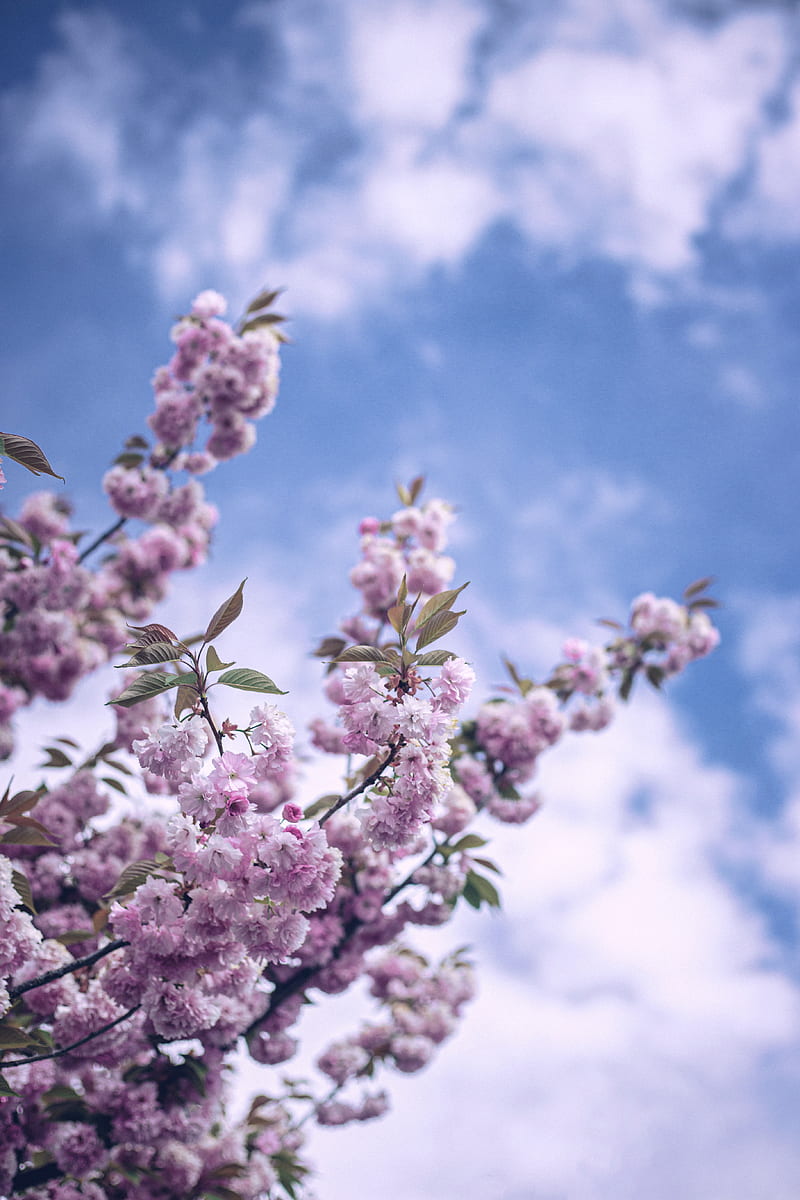 flowers, bloom, spring, branch, sky, clouds, HD phone wallpaper