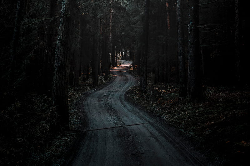 forest, road, winding, dark, nature, HD wallpaper