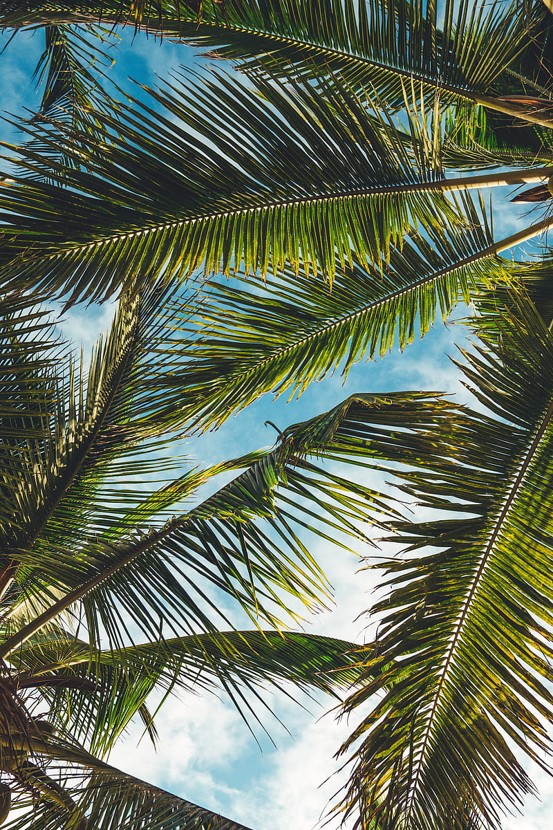 coconut tree leaves under blue sky during daytime, HD phone wallpaper