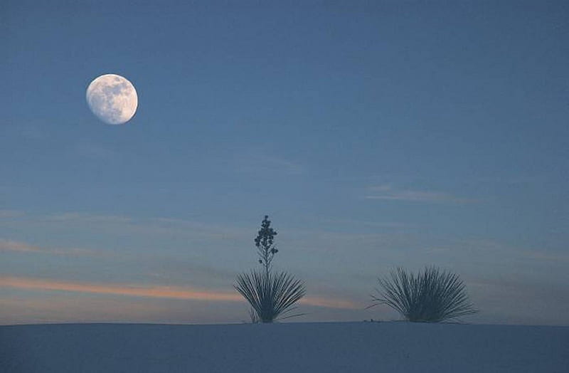 Moonrise over the desert, moonrise, desert, moon, sky, HD wallpaper