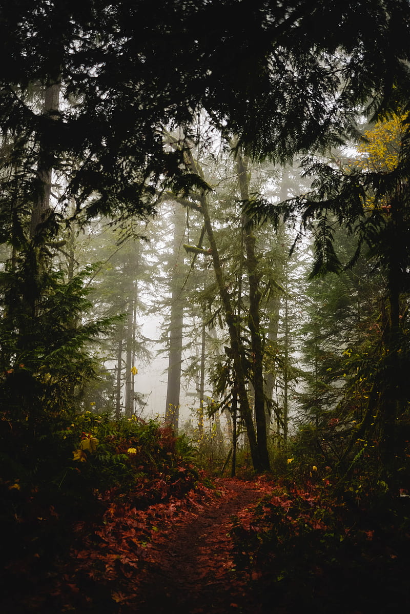 Forest, path, fog, trees, autumn, HD phone wallpaper | Peakpx