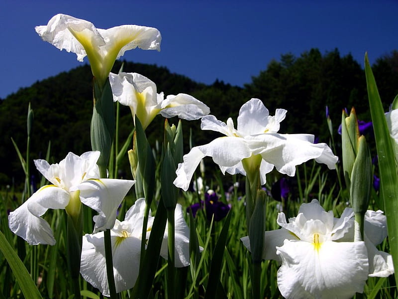 Spring has Sprung, white iris, mountains, flowers, garden, spring, HD wallpaper