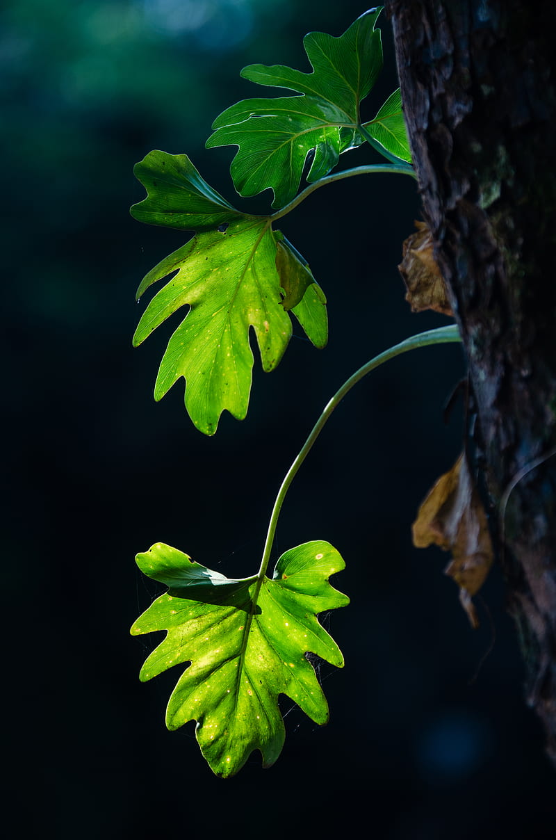 leaves, branches, macro, shadows, blur, HD phone wallpaper