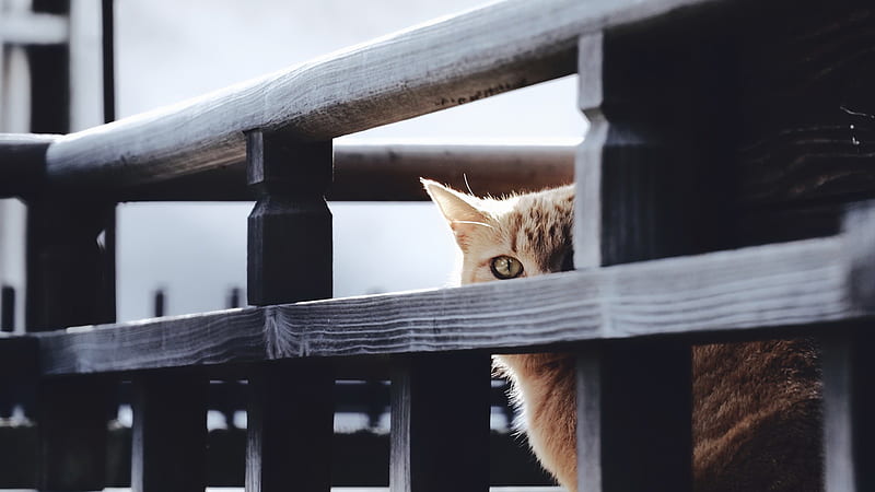 Cat Is Standing Near Wood Fence Cat, HD wallpaper