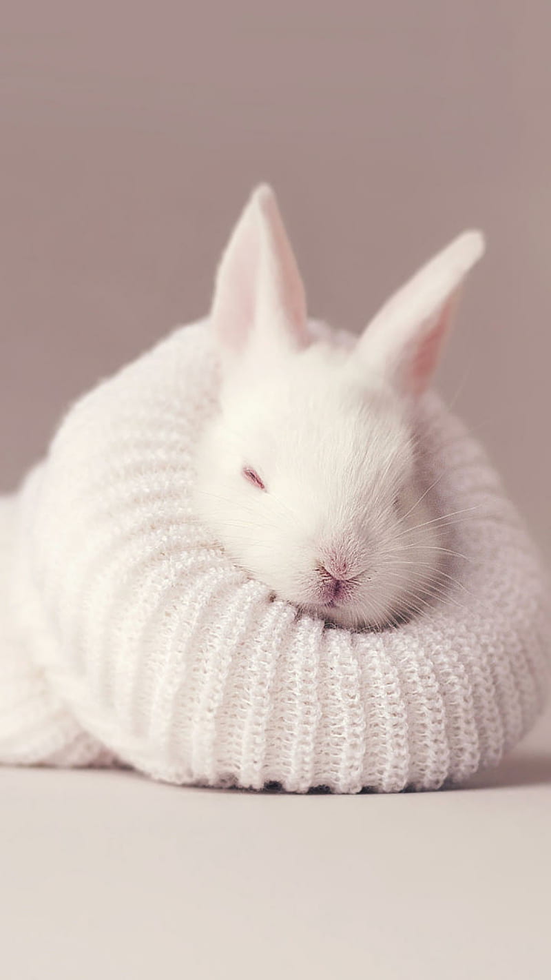 Cute bunny, funny, love, pet, HD phone wallpaper