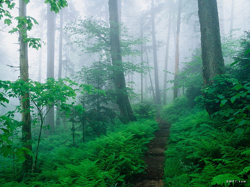 Misty forest, forest, tree, green, fog, HD wallpaper