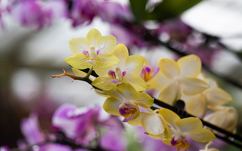yellow orchids, orchid branch, tropical flowers, orchids, background with orchids, beautiful flowers, HD wallpaper