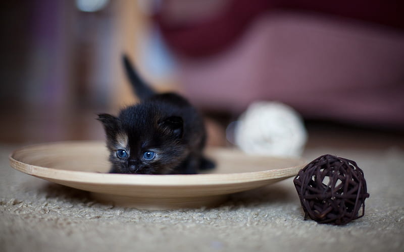small fluffy black kitten, small cats, cute animals, pets, HD wallpaper