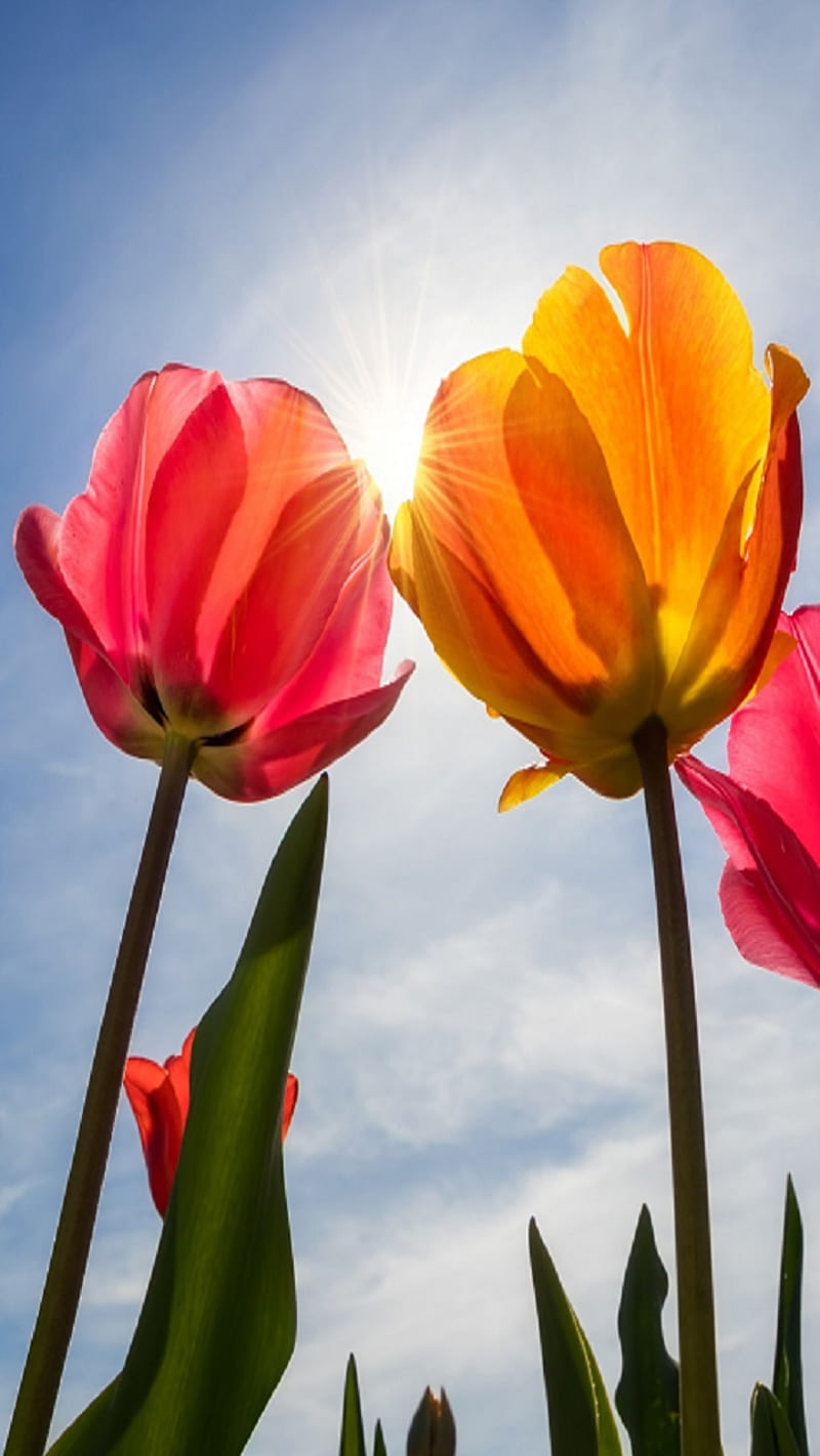 Tulips, sun, HD phone wallpaper | Peakpx