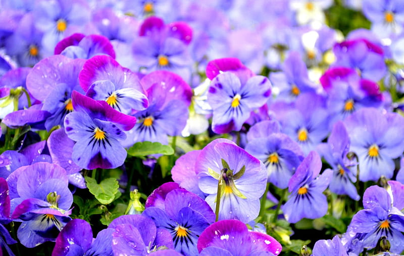 Pansies Purple Viola Green Flower Pansy Pink Hd Wallpaper Peakpx