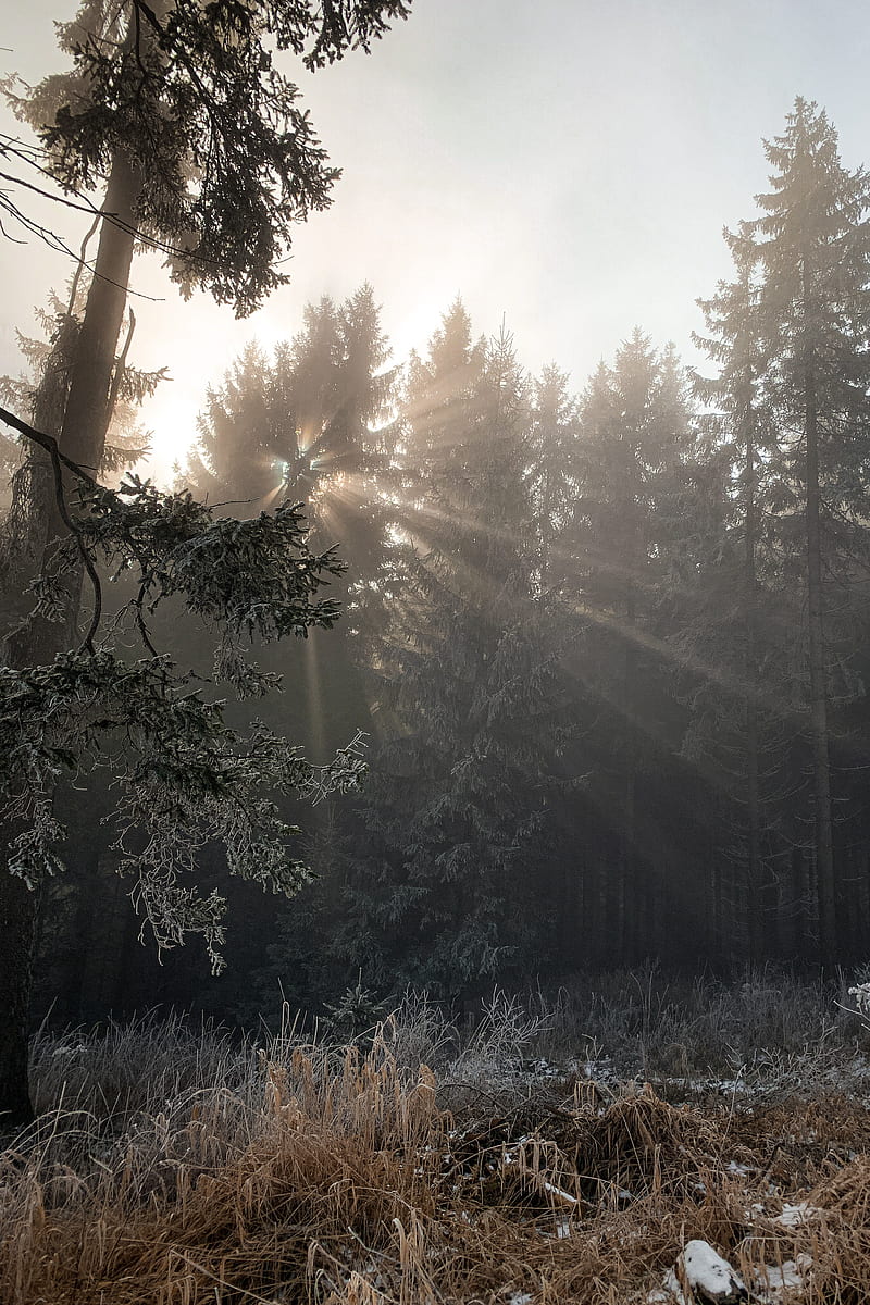 forest, rays sun, trees, foliage, frost, HD phone wallpaper