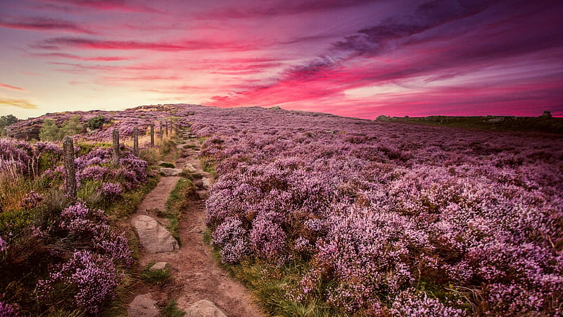 Heather in Full Bloom at Sunrise, england, heather, flowers, nature, sunrise, HD wallpaper
