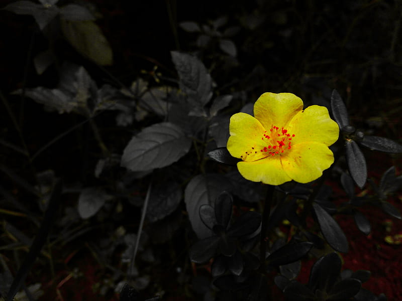 Flor amarilla, oscura, flor, cabezas de flores, loto, monocromo, violeta,  amarillo, Fondo de pantalla HD | Peakpx