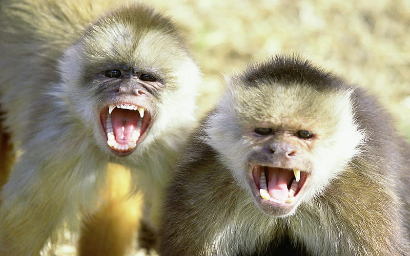 2 Mad Scientists, mad monkies, primates, gorrilas, monkies, baby monkies, HD wallpaper