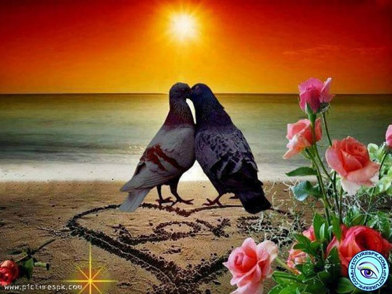 Birds in Love, beaches, sunsets, love, bids, flowers, corazones, HD wallpaper
