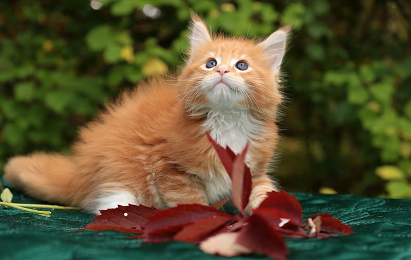 Kitten, red, orange, ginger, cat, animal, sweet, leaf, cute, green, HD wallpaper