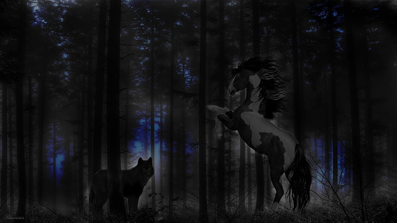 *Stay away from me!*, forest, woods, black, hq, trees, horse, two colors, fantasy, in, wild, dark, the, wolf, evening, blue, night, HD wallpaper