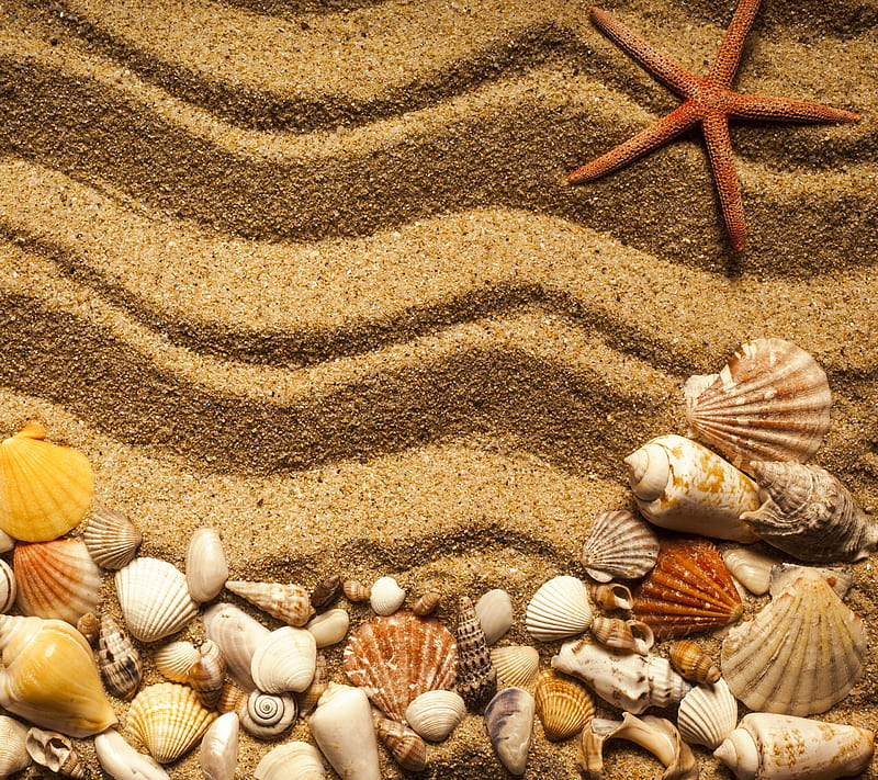 Summer, beach, sand, shell, starfish, summer, HD wallpaper