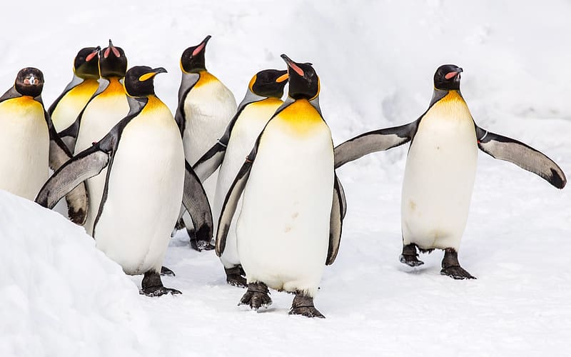 King Penguin, animal, penguin, bird, king, HD wallpaper