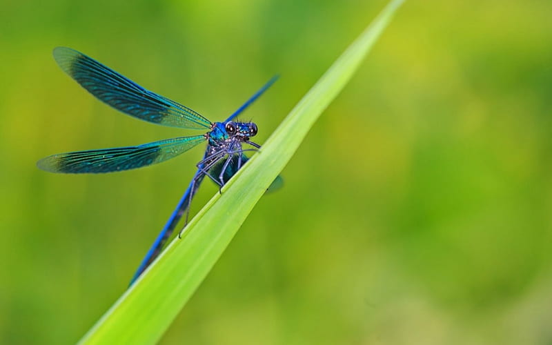 Dragonfly, wings, green, grass, insect, blue, HD wallpaper