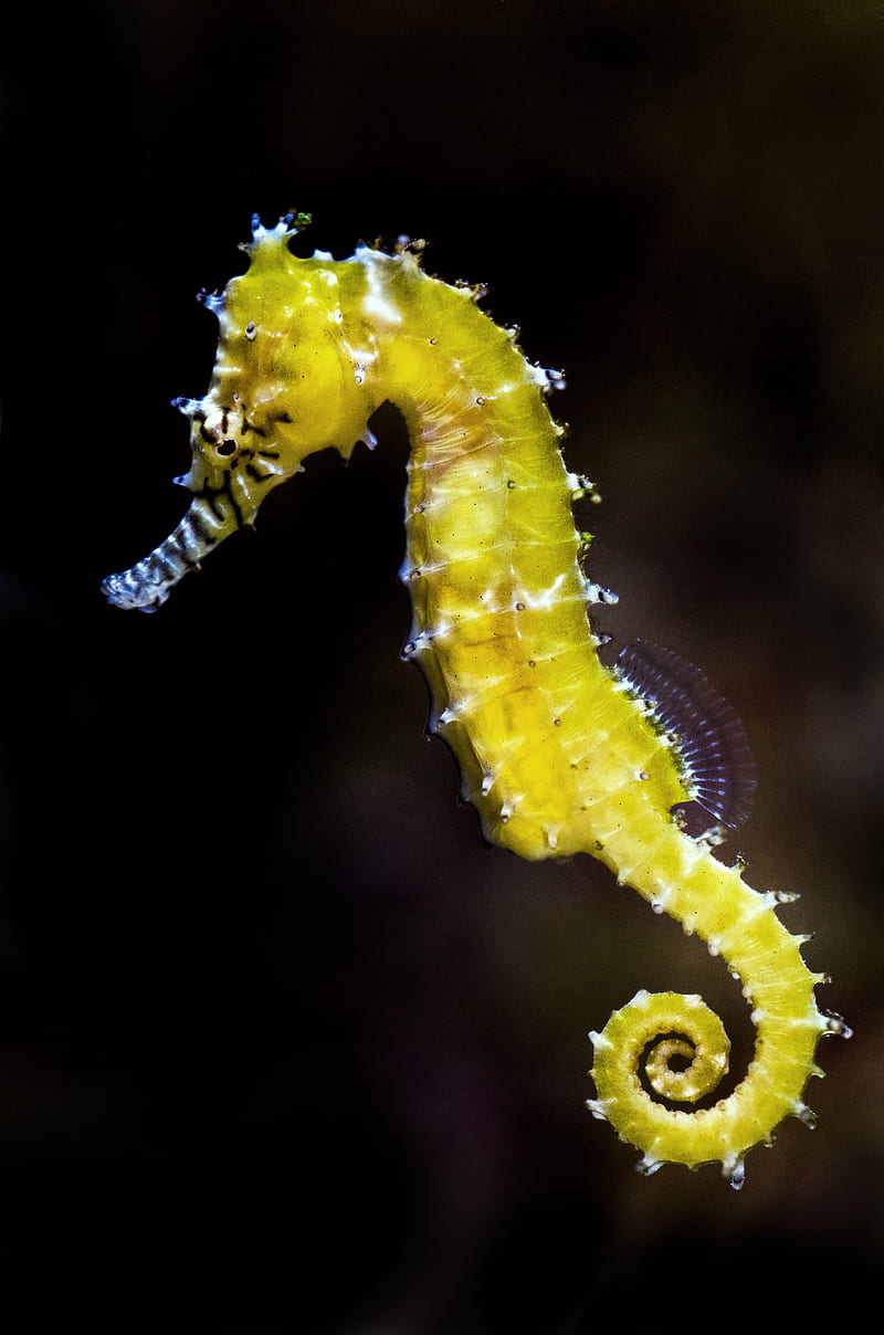 shallow focus graphy of green seahorse, HD phone wallpaper