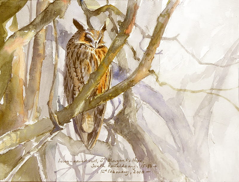 Long Ear Owl by Tim Wootton, owl, haze, long ears, branches, wood, HD wallpaper