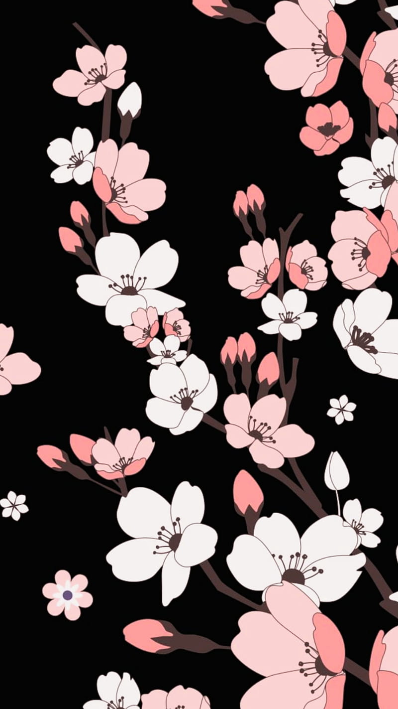 Black cherry blossom, black and white, pink, white, HD phone wallpaper