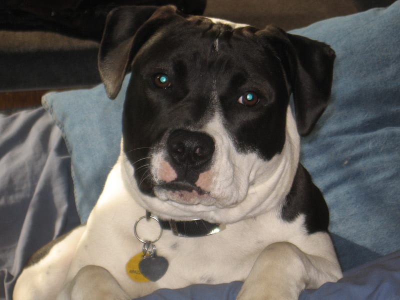 Katie, terrier, american stafforshire terrier, pit bull, amstaff, HD wallpaper