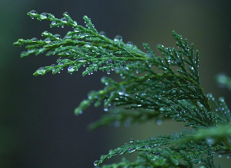 Raindrops on Cypress, forest, tree, evergreen, cypress, rain, winter, HD wallpaper