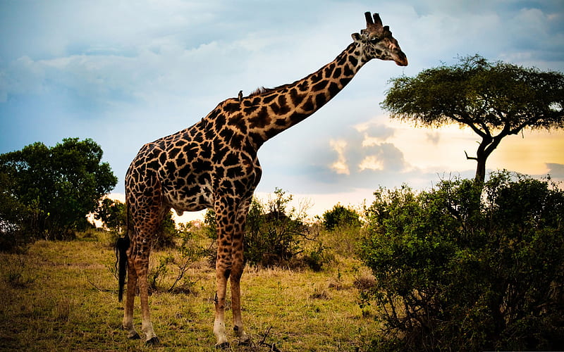 giraffes-Wildlife, HD wallpaper