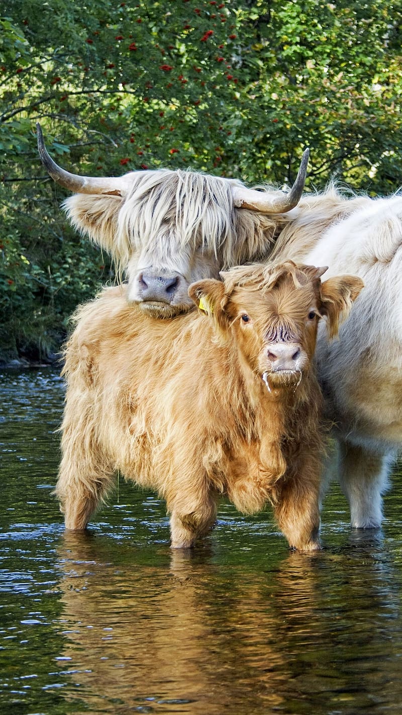 Cute Baby Animals, Highland Cattle Calves In Water, animal, scottish breed of rustic cattle, cute, HD phone wallpaper