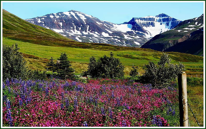 Fljt North Iceland, flowery, north, iceland, field, HD wallpaper
