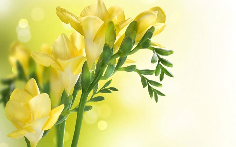 Happy Women's Day!, yellow, spring, woman, card, sia, green, flower, day, white, HD wallpaper