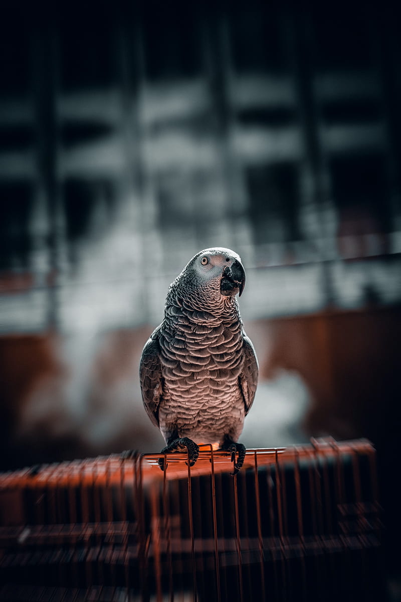 parrot, bird, glance, cage, focus, HD phone wallpaper
