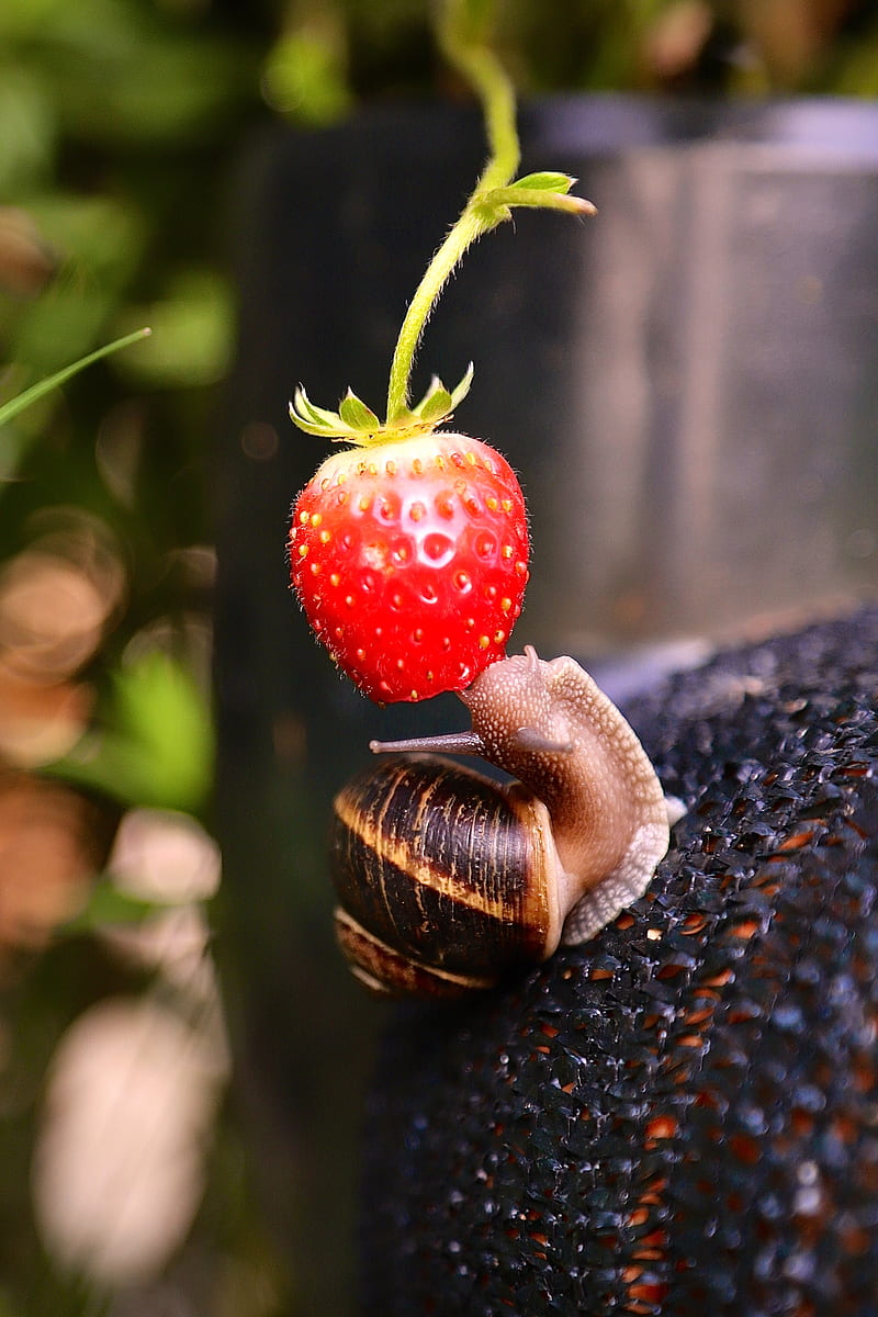 snail, strawberry, berry, fruit, macro, HD phone wallpaper