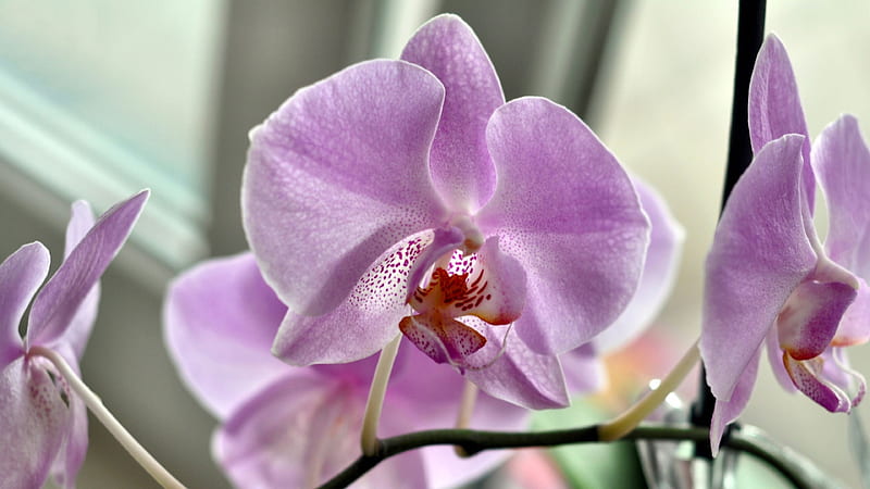 Orquídea lavanda, romance, floral, naturaleza muerta, grafía, orquídea,  amor, Fondo de pantalla HD | Peakpx