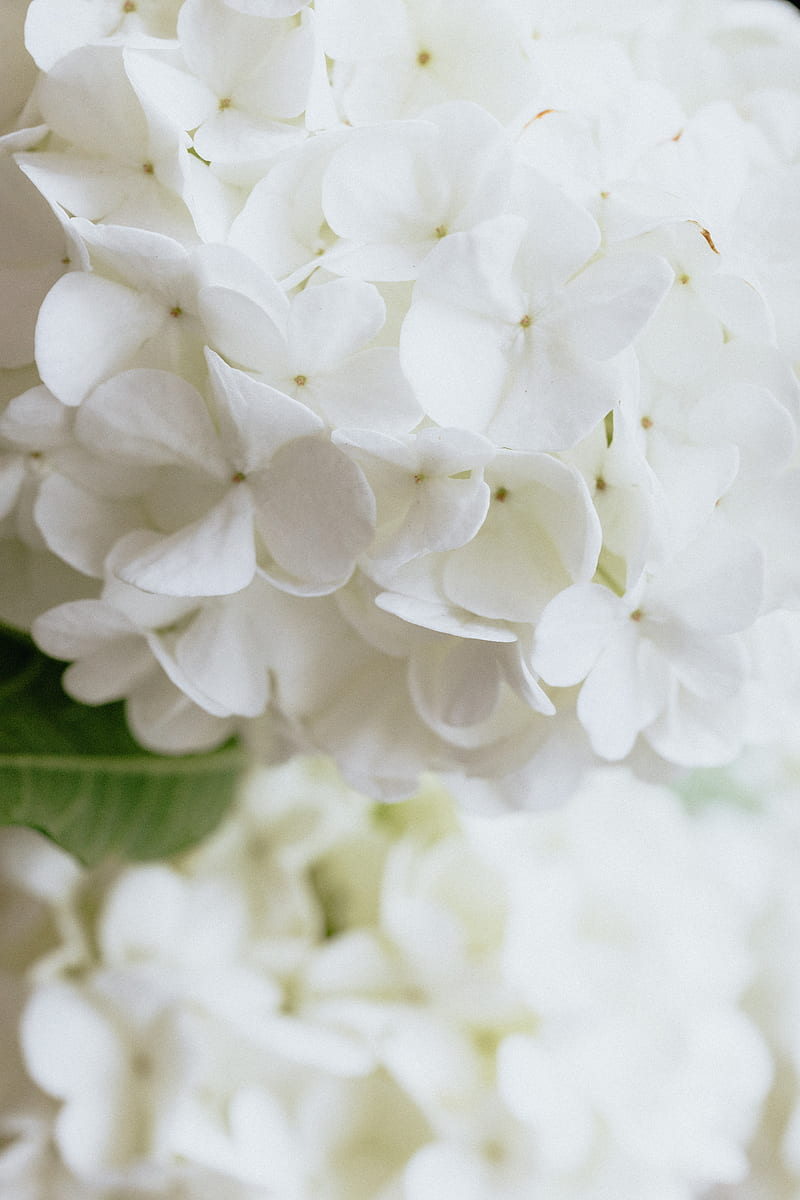 White Flowers in Macro Shot, HD phone wallpaper