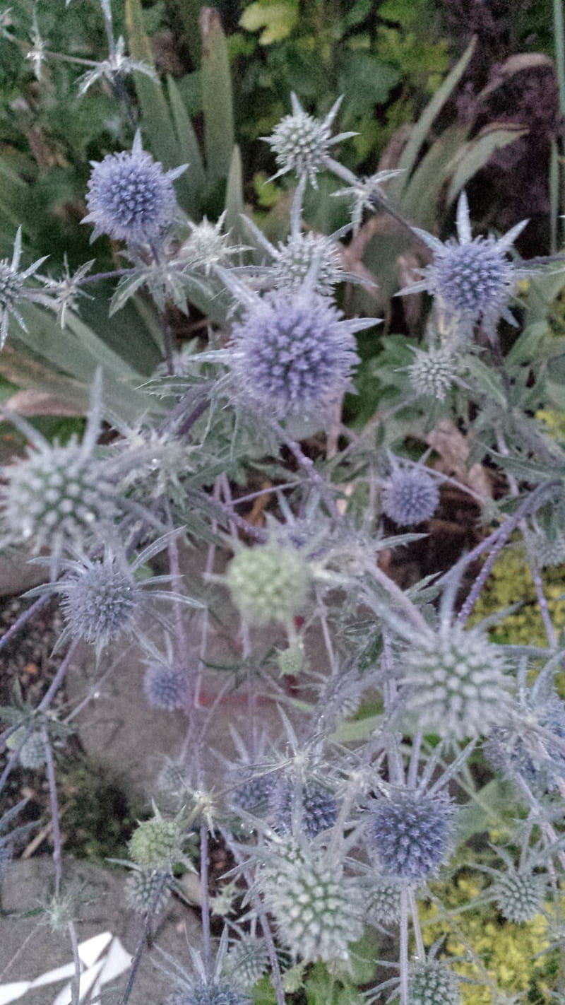 HD globe-thistle wallpapers | Peakpx