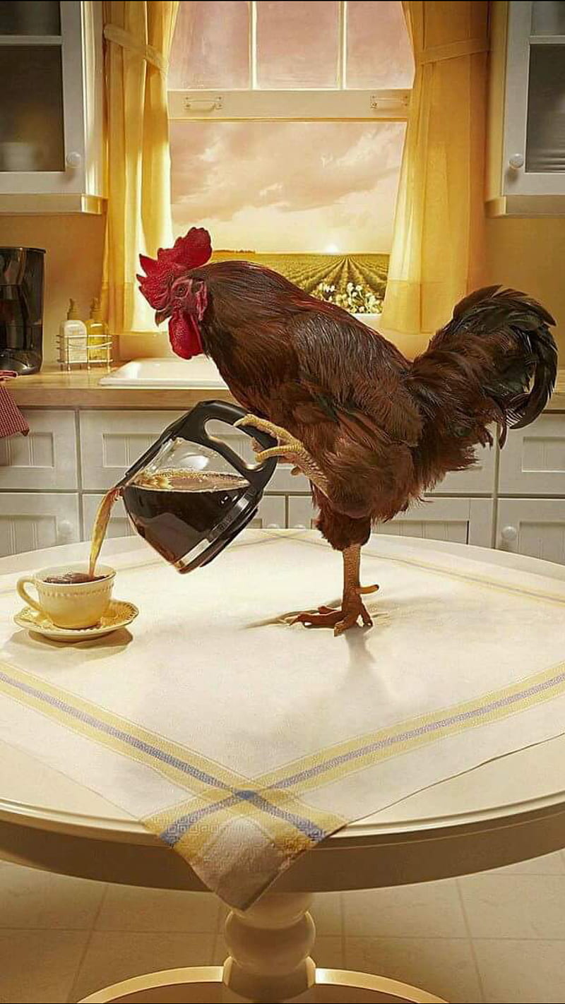 morning coffee, american, bird, chicken, cloud, kitchen, table, HD phone wallpaper