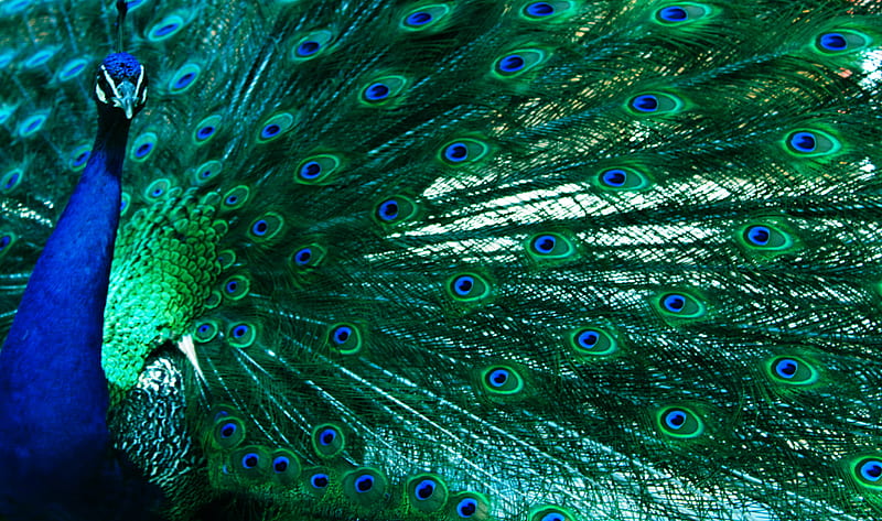 Beauty of a Peacock, peacock, blue and green, beauty, feathers, HD wallpaper